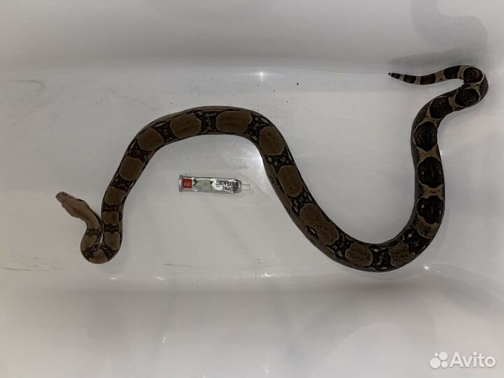 Императорский удав + террариум - биокамин