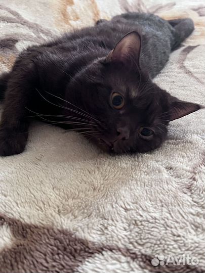 Шотландский кот вязка