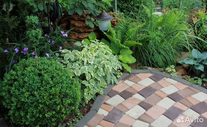 Сныть пестролистная