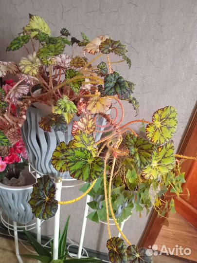 Комнатные цветы