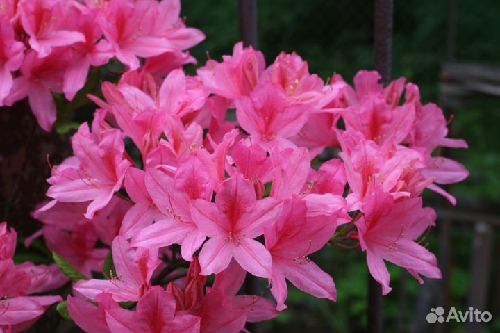 Рододендроны для Подмосковья