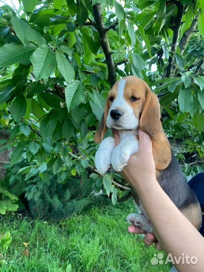 Щенки бигль