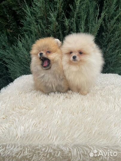 Померанский шпиц медвежьего типа