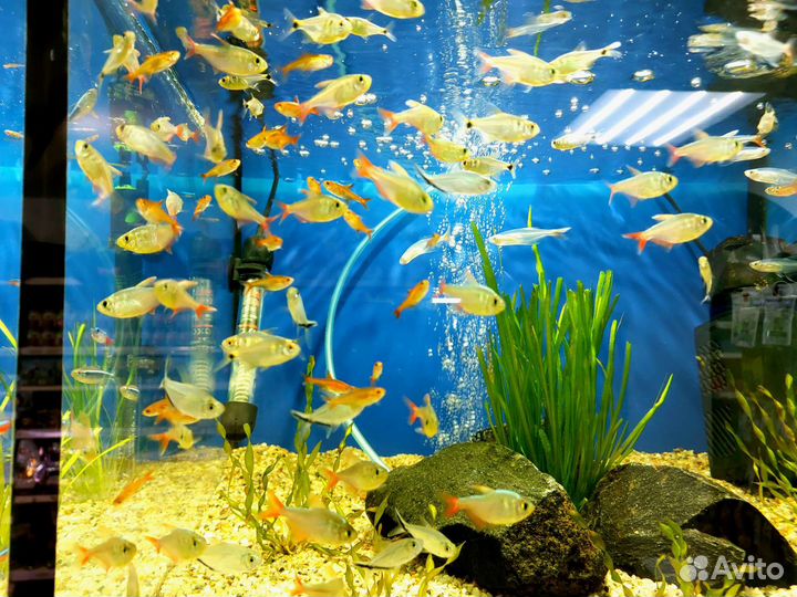 Аквариумные рыбки (новое поступление)