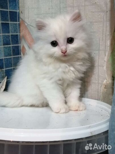 Отдам котёнка в добрые руки