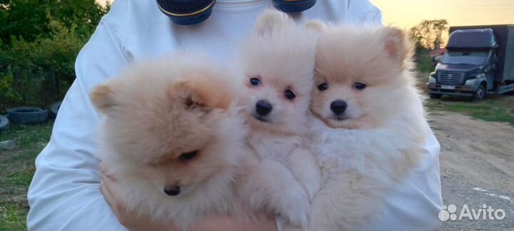 Щенки немецкого шпица