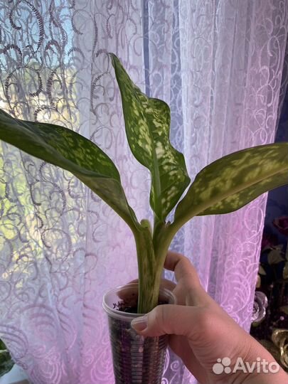 Диффенбахия Кроун