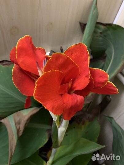 Канна Бриллиант