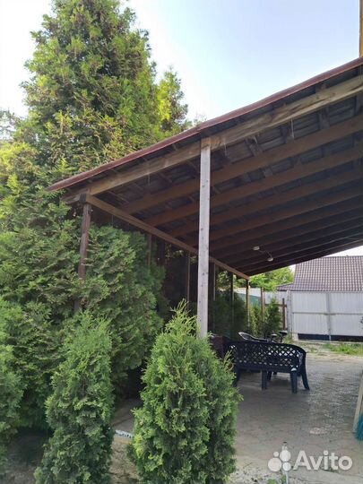 Туя брабант