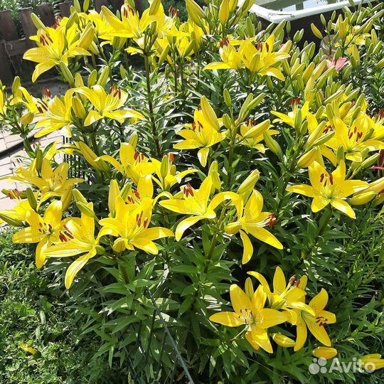 Лилия луковицв