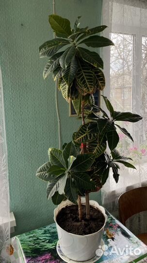 Кротон Петра