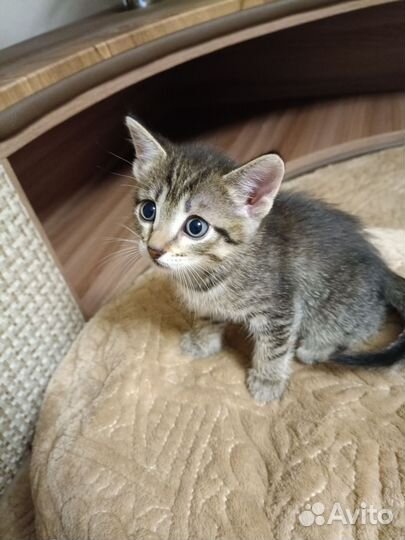 Подарю котенка