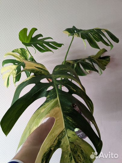 Монстера триколор