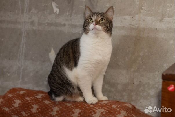 Добрая Мини