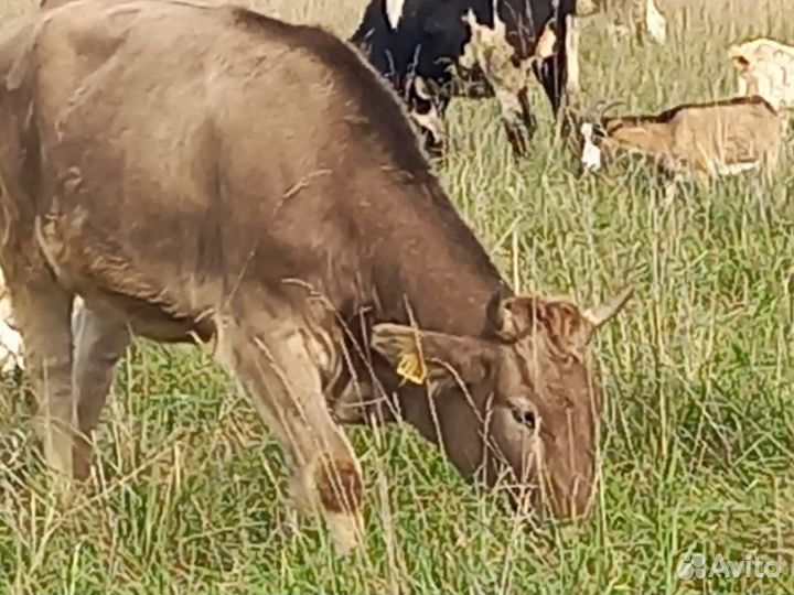 Телята бычки