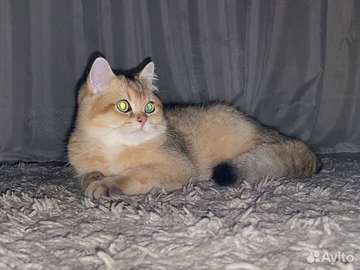 Золотой жених