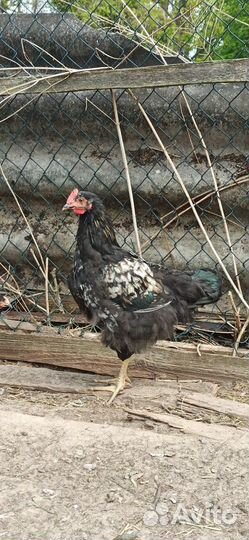 Молодые петухи