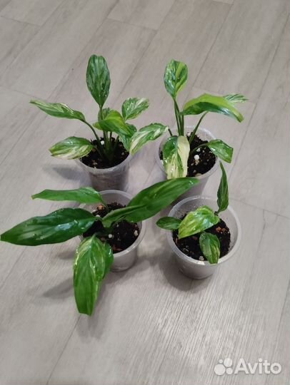 Спатифиллум мун шадоу крем