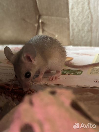 Акомисы (Иглистые мыши)