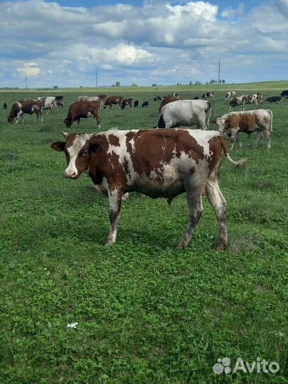 Два бычка четыре телочки