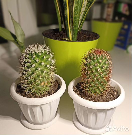 Кактус