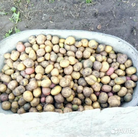 Продам мелкий картофель