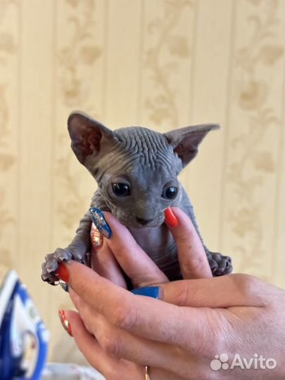 Котята Сфинкс