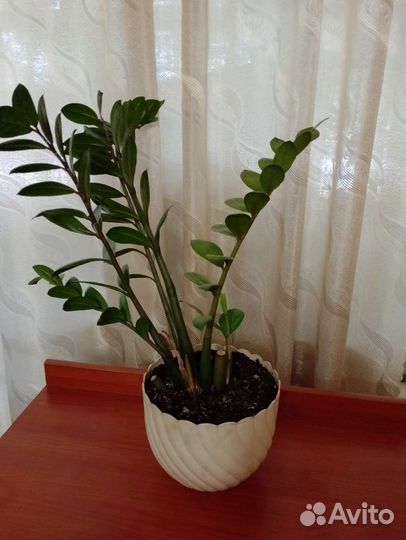 Замиокулькас