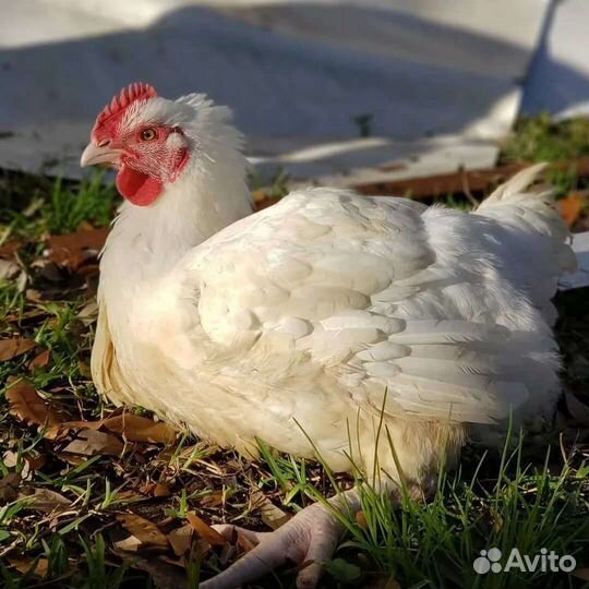 Бройлеры домашние живым весом