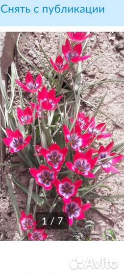 Дикий тюльпан