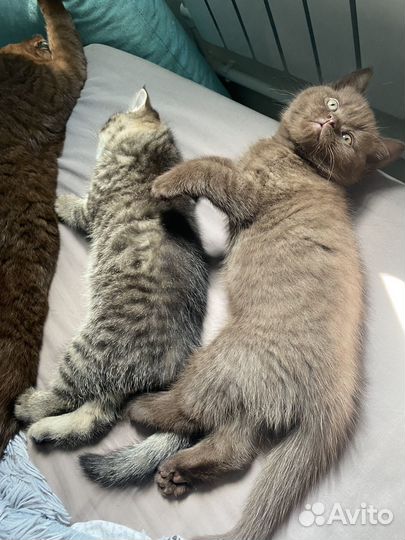 Шотландские котята