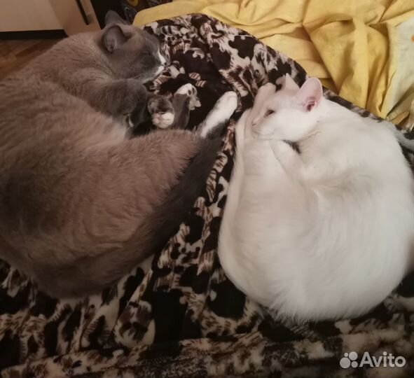 Котик в добрые руки