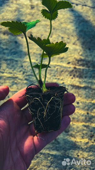 Клубника зкс Рассада