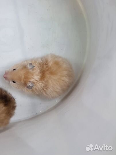 Сирийский хомяк