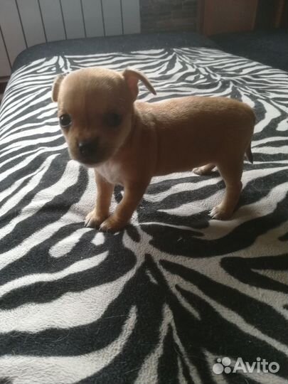 Щенки, Той-терьер