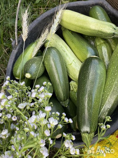 Цукини и кабачки домашние