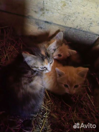 Котята в добрые руки