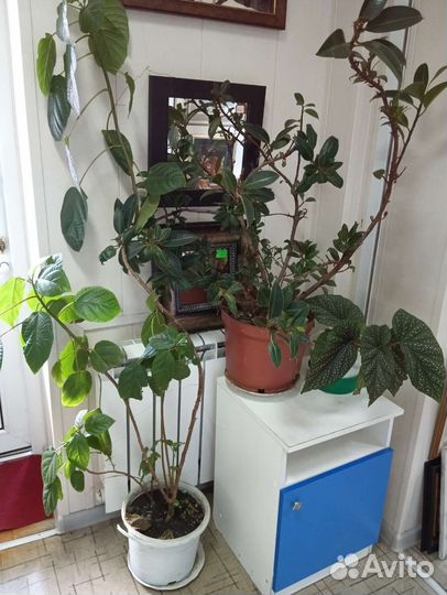 Комнатные цветы