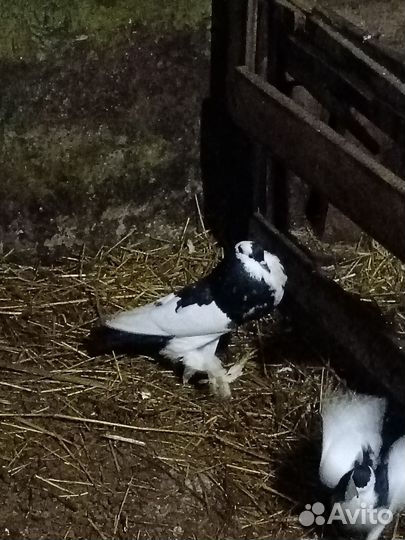 Продажа голубей