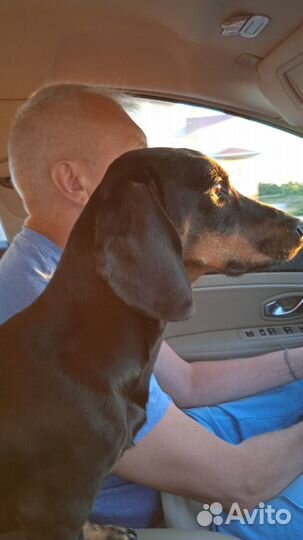 Вязка такса