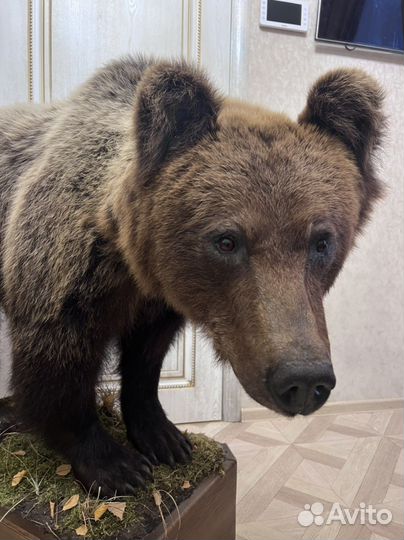 Чучело медведя (имитация)