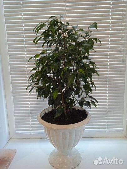 Фикус бенджамина