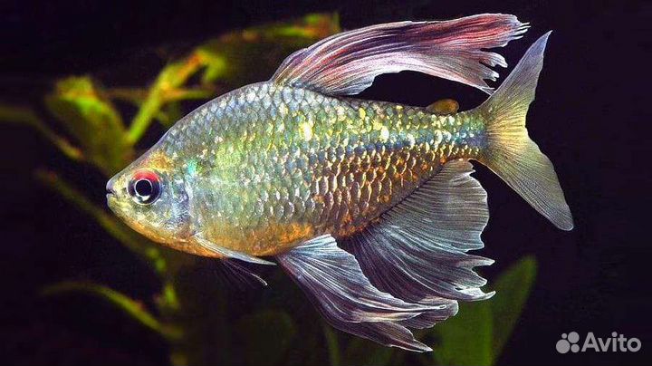 Аквариумные рыбки, растения, корма, крабы креветки