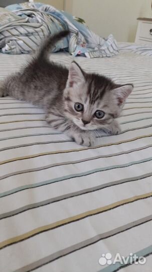 Котёнок шотландец прямоухий