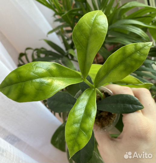 Замиокулькас лонг лив