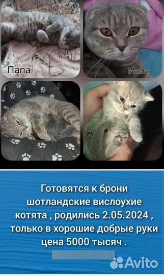 Котята