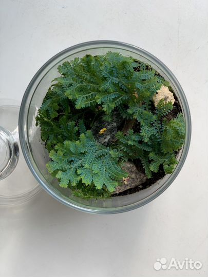 Флорариум в закрытой системе