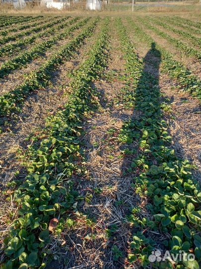 Рассада клубники