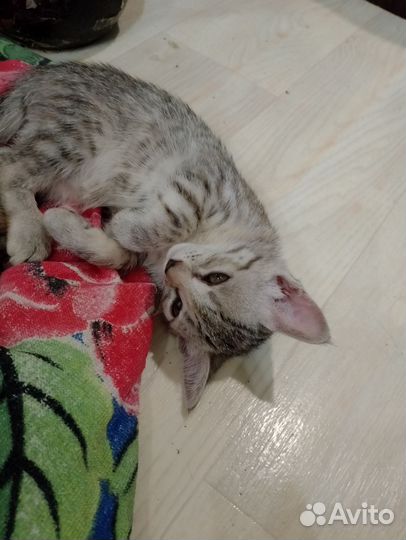 Кошка в дар бесплатно