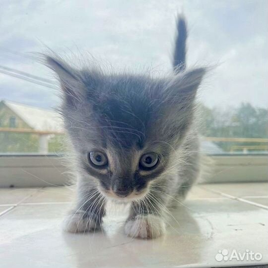 Серый котенок девочка 1 месяц